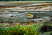 Small yellow boat at low tide in Haines Bay, Alaska