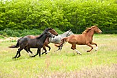 France, Ain, horse (Equus caballus), adult, running
