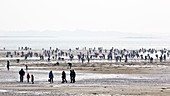 France, Finistere, La Foret Fouesnant, shellfish gathering at the Kerleven beach during a spring tide (coefficient 119) the 03/20/2015