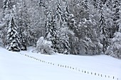 France, Haute Savoie, Le Grand Bornand