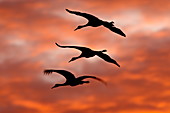 Drei Kanadakraniche (Grus canadensis) im Flug gegen rote Wolken, Bernardo Wildlife Area, Ladd S. Gordon Wildlife Complex, New Mexiko, Vereinigte Staaten von Amerika, Nordamerika