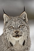 Kanadischer Luchs (Lynx canadensis) im Schnee in Gefangenschaft, nahe Bozeman, Montana, Vereinigte Staaten von Amerika, Nordamerika