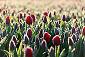 Close up of red tulips in bloom in the countryside of Berkmeer, municipality of Koggenland, North Holland, The Netherlands, Europe
