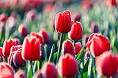 Close up of red tulips in bloom in the countryside of Berkmeer, municipality of Koggenland, North Holland, The Netherlands, Europe