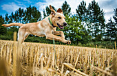 Labrador in field, Oxfordshire, England, United Kingdom, Europe