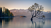 Wanaka Baum, Lake Wanaka mit den schneebedeckten Gipfeln des Mount Aspiring National Park, Otago, Südinsel, Neuseeland, Pazifik