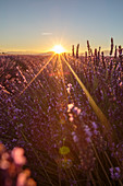 Sonnenaufgang über Lavendelfeldern, Hochebene von Valensole, Alpes-de-Haute-Provence, Provence-Alpes-Côte d'Azur, Frankreich, Europa