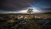 A lone weathered tree in amongst the limestone pavement of the Yorkshire Dales National Park, Yorkshire, England, United Kingdom, Europe