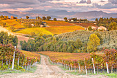 Weinberge von Sagrantino di Montefalco im Herbst, Umbrien, Italien, Europa