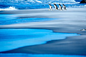 Gentoo penguins (Pygocelis papua papua) walking on a beach, Sea Lion Island, Falkland Islands, South Atlantic, South America
