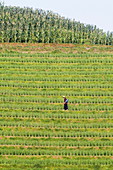 Landwirt besprüht Reisterrassen in Dragon's Backbone, Longsheng, Provinz Guangxi, China, Asien