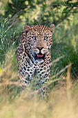 Männlicher Leopard (Panthera pardus), Phinda Wildreservat, KwaZulu Natal, Südafrika, Afrika