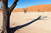 Dead Vlei, Namib Wüste, Namibia, Afrika