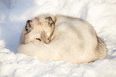 Polarfuchs, weiblich (Vulpes lagopus), Gefangener, Highland Wildlife Park, Kingussie, Schottisches Hochland, Schottland, Vereinigtes Königreich, Europa