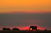 African elephant (Loxodonta africana) at sunset, Chobe River, Botswana, Africa