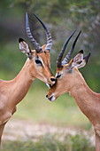 Impala (Aepyceros melampus), Allogrooming-Männchen, Krüger-Nationalpark, Mpumalanga, Südafrika, Afrika