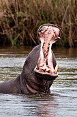 Hippo (Hippopotamus amphibius), yawning, Kruger National park, Mpumalanga, South Africa, Africa