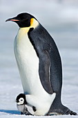 Emperor penguin (Aptenodytes forsteri), chick and adult, Snow Hill Island, Weddell Sea, Antarctica, Polar Regions *** Local Caption ***  