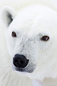 Eisbär (Ursus maritimus), Hudson Bay, Churchill, Manitoba, Kanada, Nordamerika