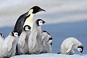 Kaiserpinguine (Aptenodytes forsteri) Erwachsener und Küken, Snow Hill Island, Weddellmeer, Antarktis, Polarregionen