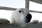 Polar bear (Ursus maritimus), Churchill, Hudson Bay, Manitoba, Canada
