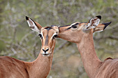 Zwei Impalas (Aepyceros melampus) beim Pflegen, Imfolozi Game Reserve, Südafrika, Afrika