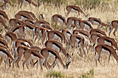 Springbock-Herde (Antidorcas marsupialis), Kgalagadi Transfrontier Park, umfassend den ehemaligen Kalahari Gemsbok National Park, Südafrika, Afrika