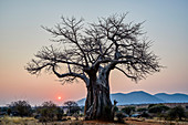 Affenbrotbaum (Adansonia digitata) bei Sonnenaufgang, Ruaha-Nationalpark, Tansania, Ostafrika, Afrika