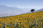 Sonnenblumen, nahe Ronda, Andalusien (Andalusien), Spanien, Europa
