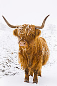 Highland cow in winter snow, Yorkshire Dales, Yorkshire, England, United Kingdom, Europe