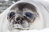 Southern elephant seal (Mirounga leonina) weaner pup, Snow Island, Antarctica, Polar Regions