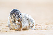 Grey seal (Halichoerus grypus) pup, Winterton on Sea beach, Norfolk, England, United Kingdom, Europe
