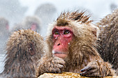 Japanese macaque (Snow monkey) (Macata fuscata), Jigokudani Yaen-Koen, Nagano Prefecture, Japan, Asia