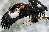 Junger Steinadler (Aquila chrysaetos) fliegt im Schnee mit ausgestreckten Krallen, um auf seiner Beute zu landen, Taiga-Wald, Lappland, Finnland, Skandinavien, Europa
