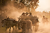 A bull cart kicks up a cloud of dust on the road to Indawgyi Lake, Kachin State, Myanmar (Burma), Asia