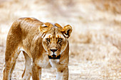 Lioness (Panthera leo), Serengeti National Park, Tanzania, East Africa, Africa