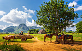 Landwirt mit Ochsenkarren in Vinales, UNESCO-Weltkulturerbe, Provinz Pinar del Rio, Kuba, Westindische Inseln, Karibik, Mittelamerika