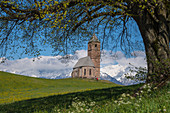 Lindenbaum in St. Katrein, Hafling, Südtirol, Italien