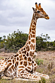 Giraffe im Lalibela Game Reserve, Südafrika, Afrika