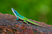 Colorful lizard on a trunk in the Caribbean, Cayo Guillermo, Cuba