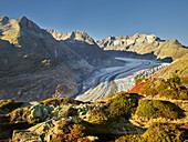 Aletsch glacier near Bettmeralp, Wannenhorn, Valais, Switzerland