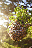 Bee nest in the evening light. Big Sur, California, USA