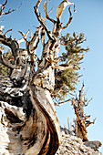 Ancient Bristlecone Pine, California, USA
