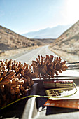 Tannenzapfen vor Windschutzscheibe, Fahrt duch die Eastern Sierra, Kalifornien, USA