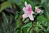 Green hummingbird drinks nectar from a pink flower. Puerto Viejo; Talamanca; Lime; Southeast; Costarica; Central America;