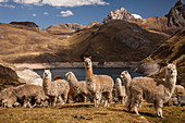 Alpaka (Lama pacos) Gruppe über Laguna Viconga, Cordillera Huayhuash, Anden, Peru, Südamerika