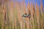 Oldworld Schwalbenschwanz (Papilio machaon) Schmetterling auf Gräsern, Limburg, Niederlande, Europa