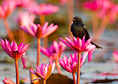 Schwarzer Drongo (Dicrurus macrocercus) auf Seerosenblume, Bueng Boraphet, Thailand, Asien