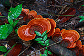 Pilz auf morschem Holz, Way Kambas National Park, Sumatra, Indonesien