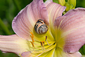 Dunkellippige Schnecke (Cepaea nemoralis) auf einer Taglilienblume